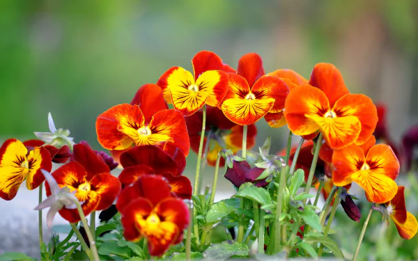 Vivid orange-and-yellow pansies in the foreground with a soft green bokeh behind; 2K Quad HD nature desktop wallpaper and background.