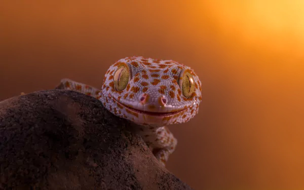 HD desktop wallpaper featuring a close-up of a tokay gecko perched on a dark surface against a warm, blurred orange background.
