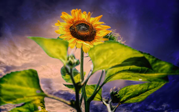  Evening Sun-Flower by Chris Frank