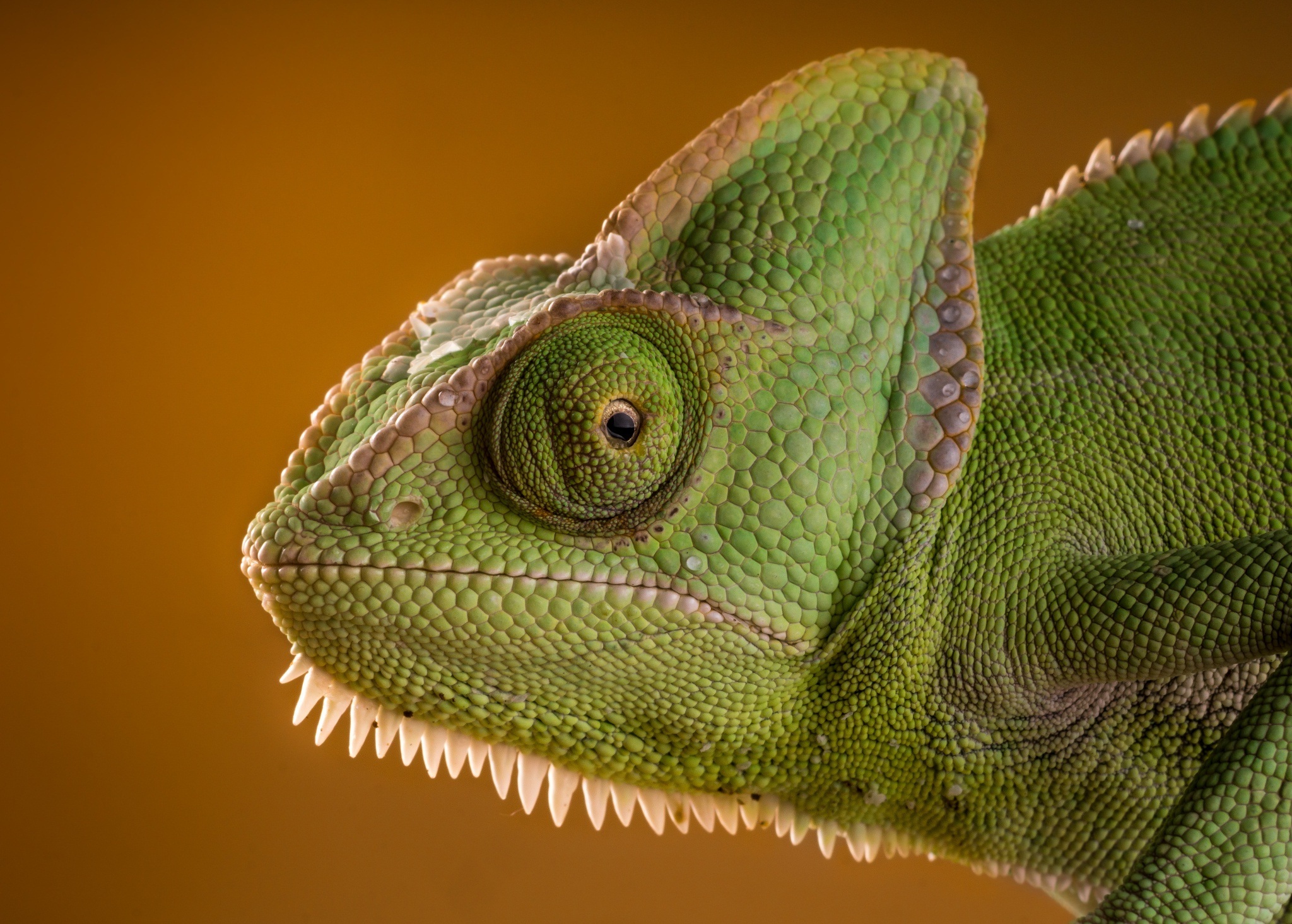 Chameleon Computer Wallpapers, Desktop Backgrounds | 2048x1465 | ID:573034