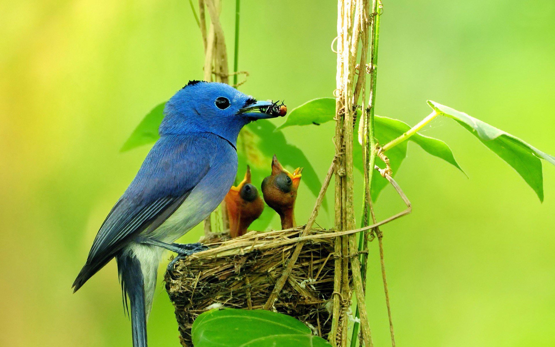 Download Nature Birdfeeding Animal Black-Naped Monarch HD Wallpaper