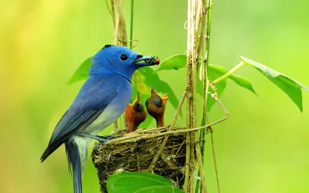  Black-naped Monarch