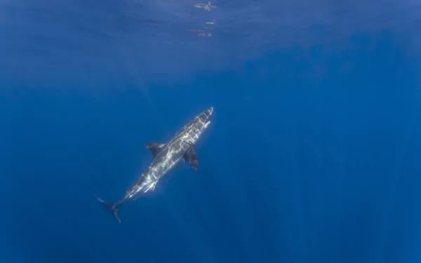 Animal shark HD Desktop Wallpaper | Background Image