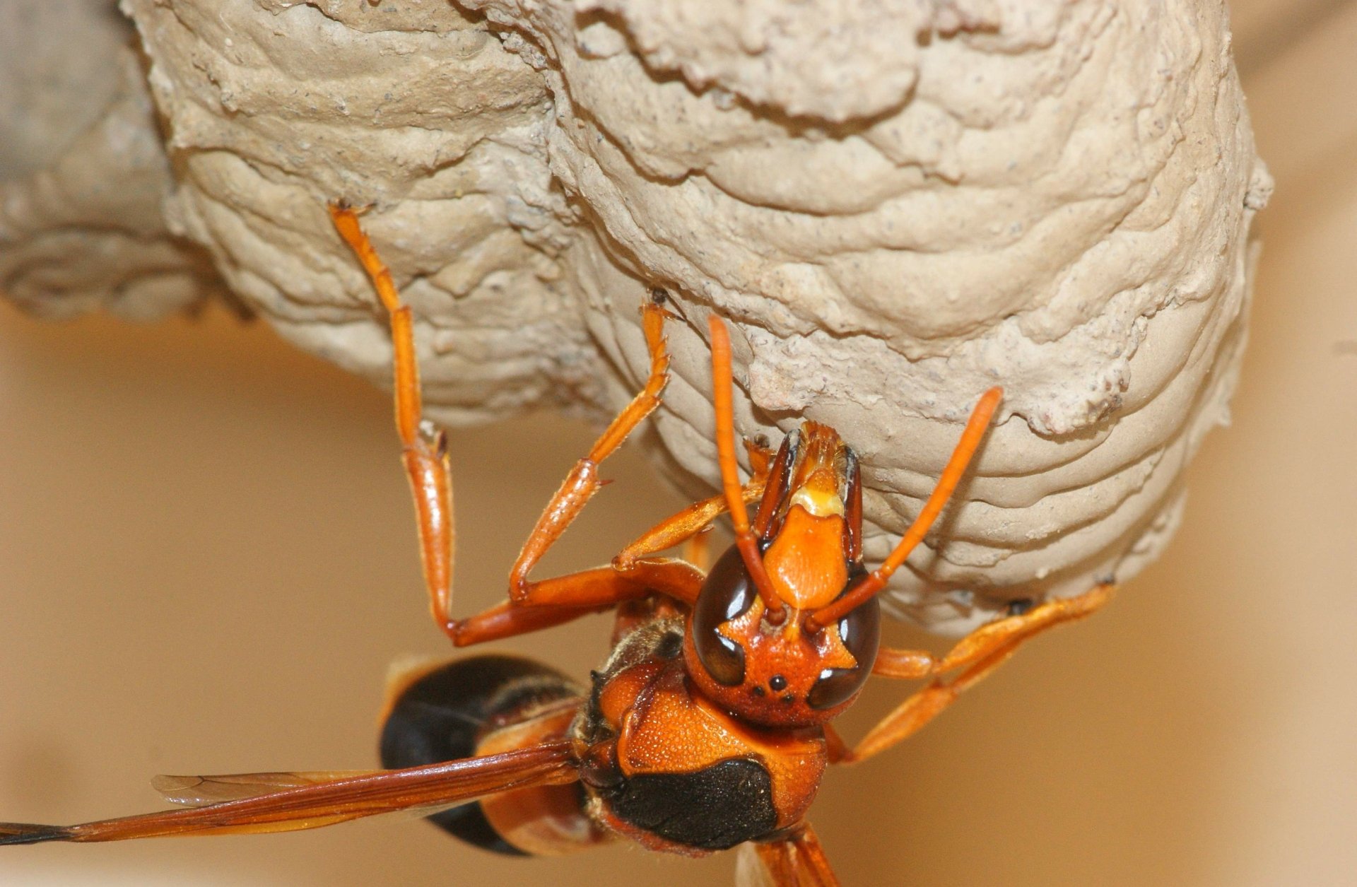 Download Animal Insect HD Wallpaper | 3446x2252 | Wallpaper Abyss