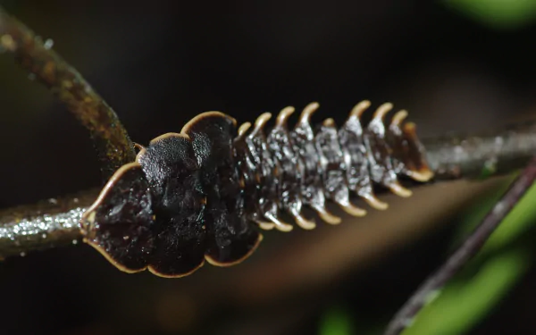 Animal insect HD Desktop Wallpaper | Background Image