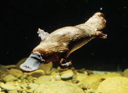 HD desktop wallpaper featuring a platypus swimming underwater against a dark background with visible riverbed stones.