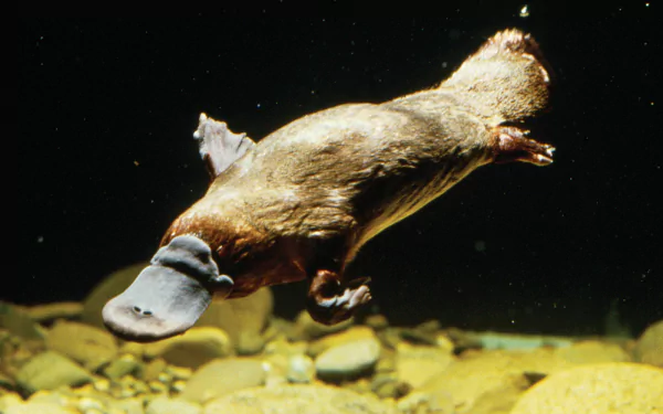 HD desktop wallpaper featuring a platypus swimming underwater against a dark background with visible riverbed stones.