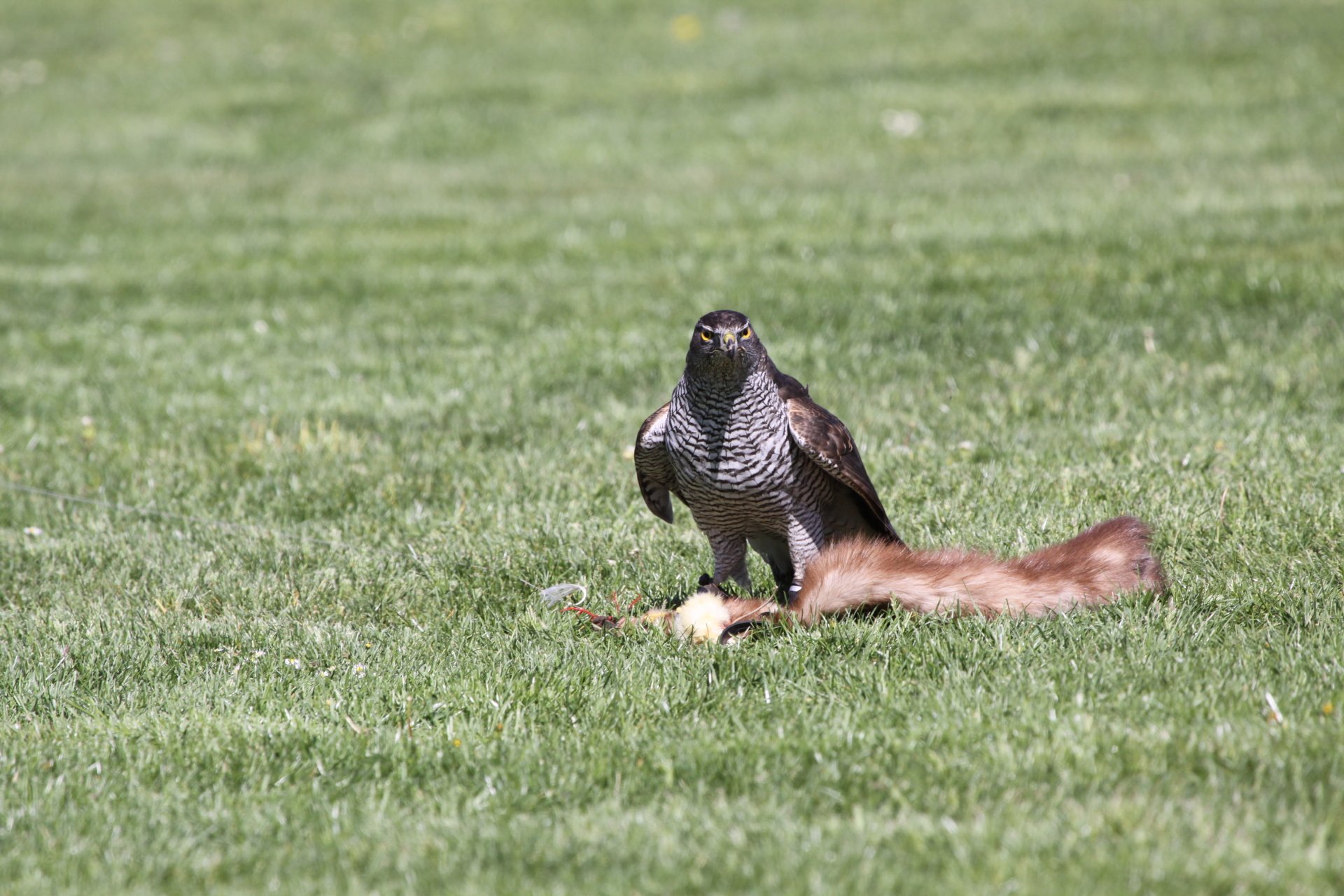 Download Animal Hawk 4k Ultra HD Wallpaper