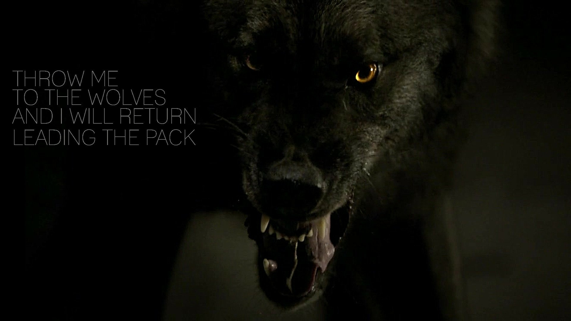 Дневники вампира оборотни. Жеводанский зверь Волчонок. Жеводанский зверь чёрный волк.