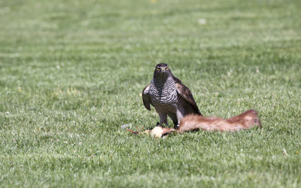 Animal hawk HD Desktop Wallpaper | Background Image