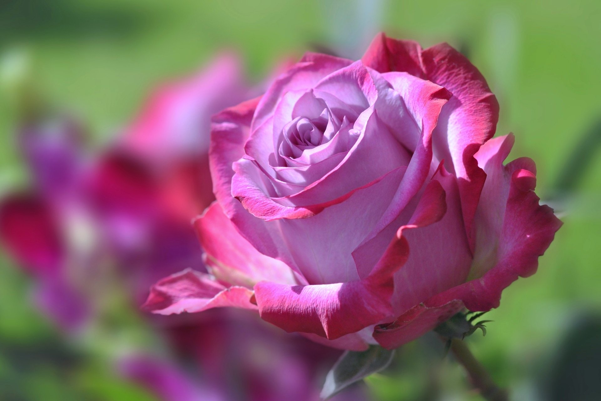 A close-up of a vibrant pink rose, showcasing its delicate petals against a soft, blurred green background. This stunning image serves as a beautiful nature-themed 4K Ultra HD wallpaper.