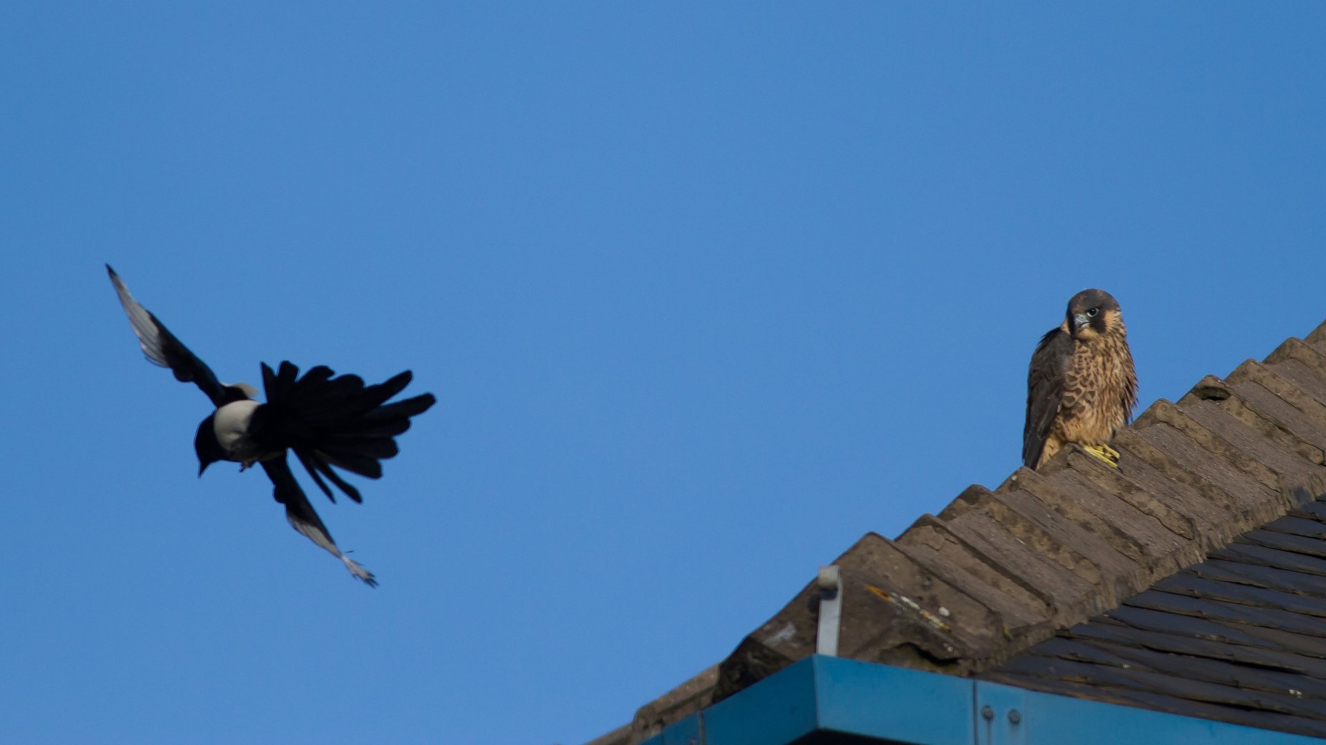 Download Animal Magpie 4k Ultra HD Wallpaper