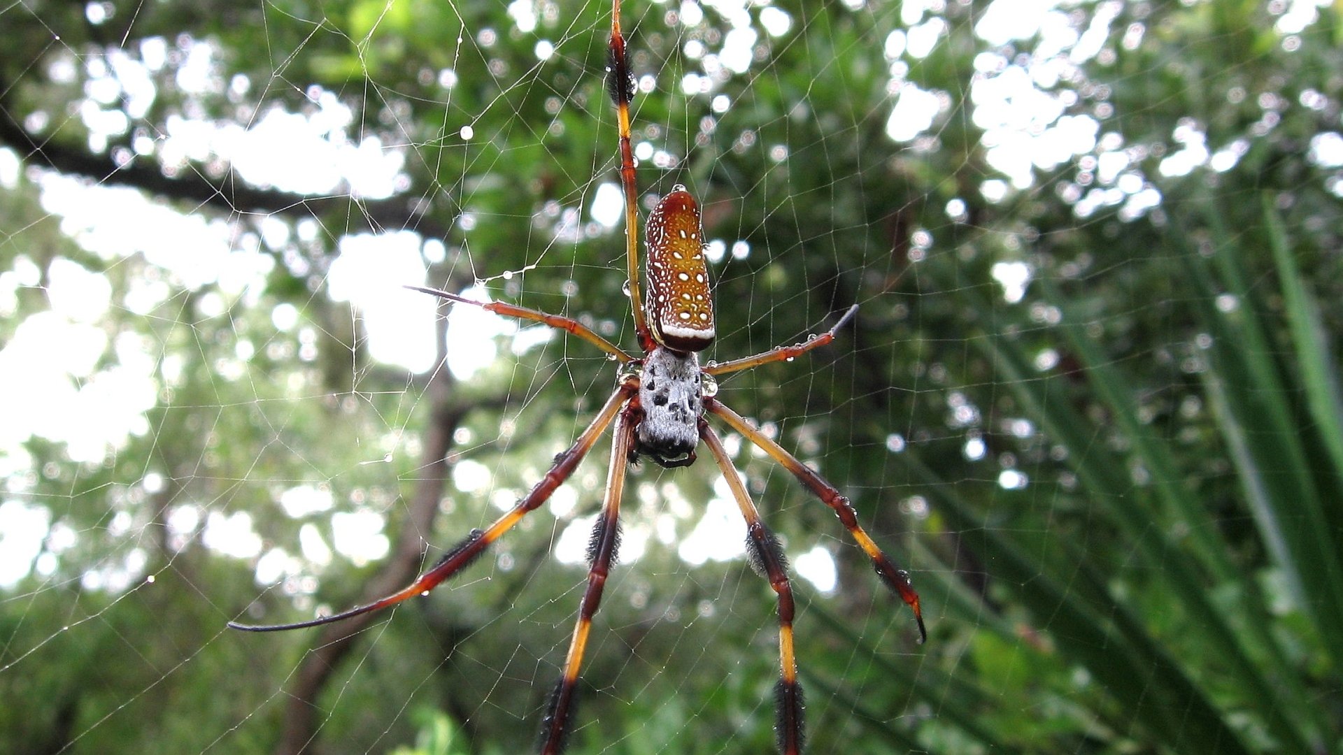Download Animal Golden Silk Orb-weaver Spider HD Wallpaper
