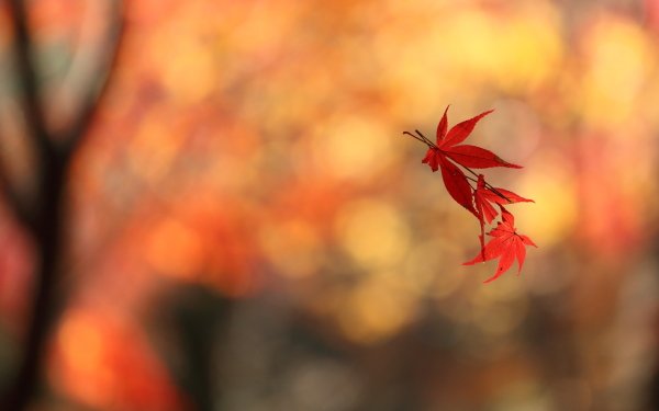 Nature Leaf Floating Maple Leaf Fall Bokeh HD Wallpaper | Background Image