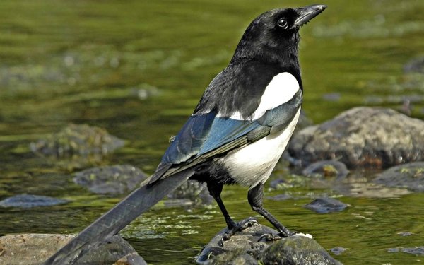Animal Magpie Birds Passerines HD Wallpaper | Background Image