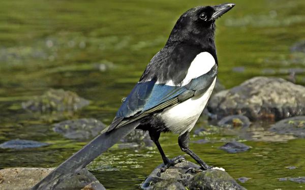 HD desktop wallpaper featuring a detailed close-up of a black and white magpie standing on rocks by a greenish water background.