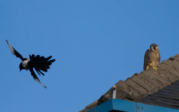 Animal magpie HD Desktop Wallpaper | Background Image