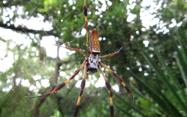 Animal golden silk orb-weaver spider HD Desktop Wallpaper | Background Image