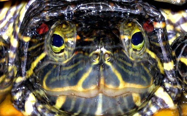 Animal Turtle Turtles HD Wallpaper | Background Image