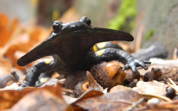 Animal salamander HD Desktop Wallpaper | Background Image