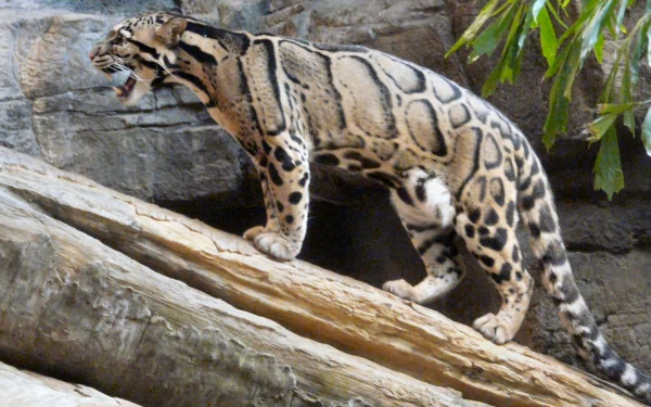 HD desktop wallpaper featuring a clouded leopard snarling on rocky terrain with greenery in the background.