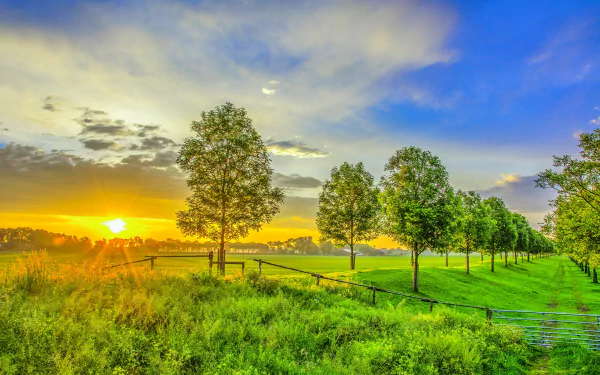 A serene countryside scene at sunset, featuring lush greenery and trees under a colorful sky, captures the beauty of summer in nature. This vibrant image serves as a calming desktop wallpaper.