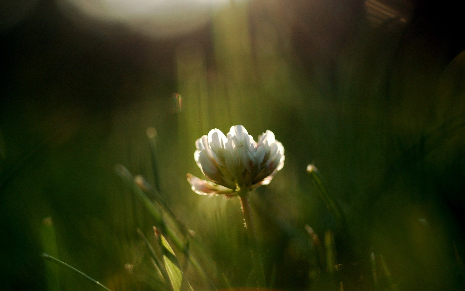 Soft sunlit white clover bloom in dewy grass, nature macro with soft bokeh — 2K Quad HD PC desktop wallpaper/background.