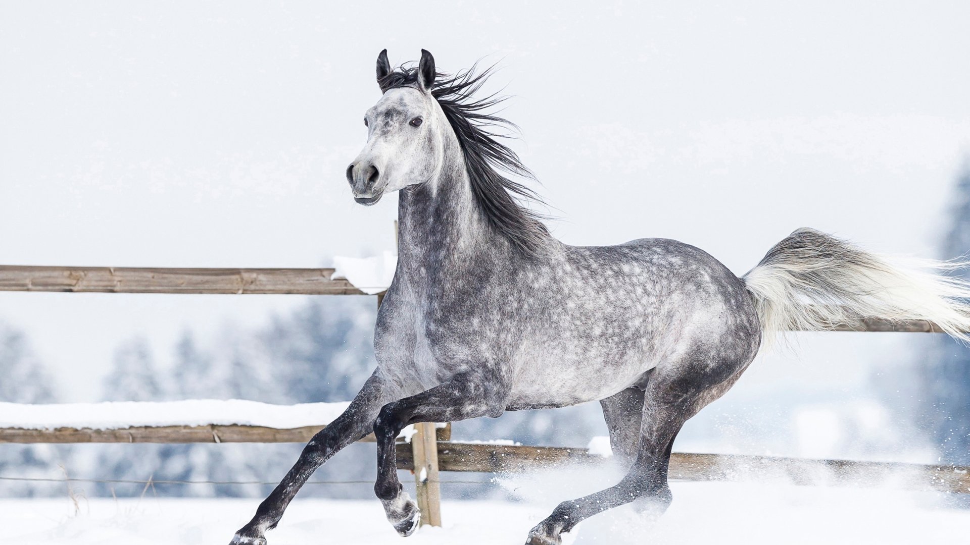 A majestic gray horse gallops through a snowy landscape, framed by a wooden fence, creating a stunning HD desktop wallpaper and background.