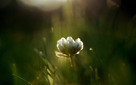 Soft sunlit white clover bloom in dewy grass, nature macro with soft bokeh — 2K Quad HD PC desktop wallpaper/background.