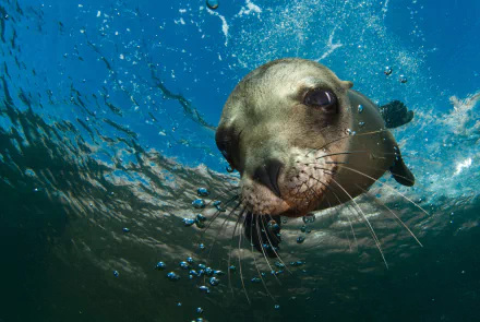 bubble underwater Animal sea lion HD Desktop Wallpaper | Background Image