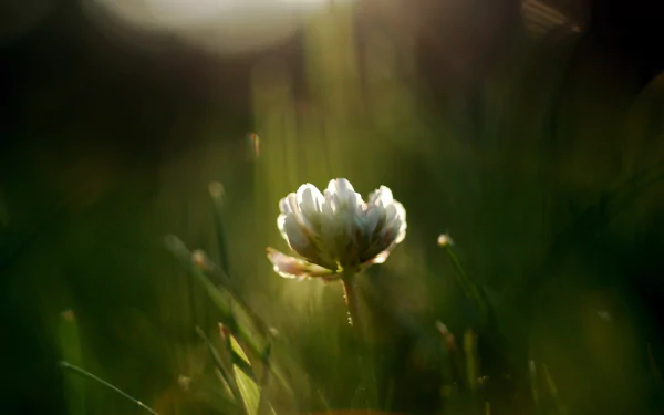 Soft sunlit white clover bloom in dewy grass, nature macro with soft bokeh — 2K Quad HD PC desktop wallpaper/background.
