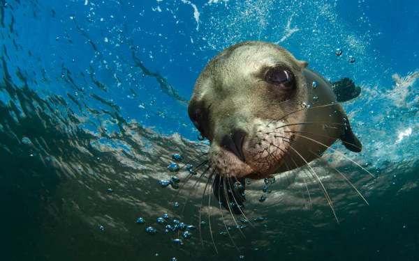 Underwater HD wallpaper of a curious sea lion surrounded by bubbles in clear blue water.