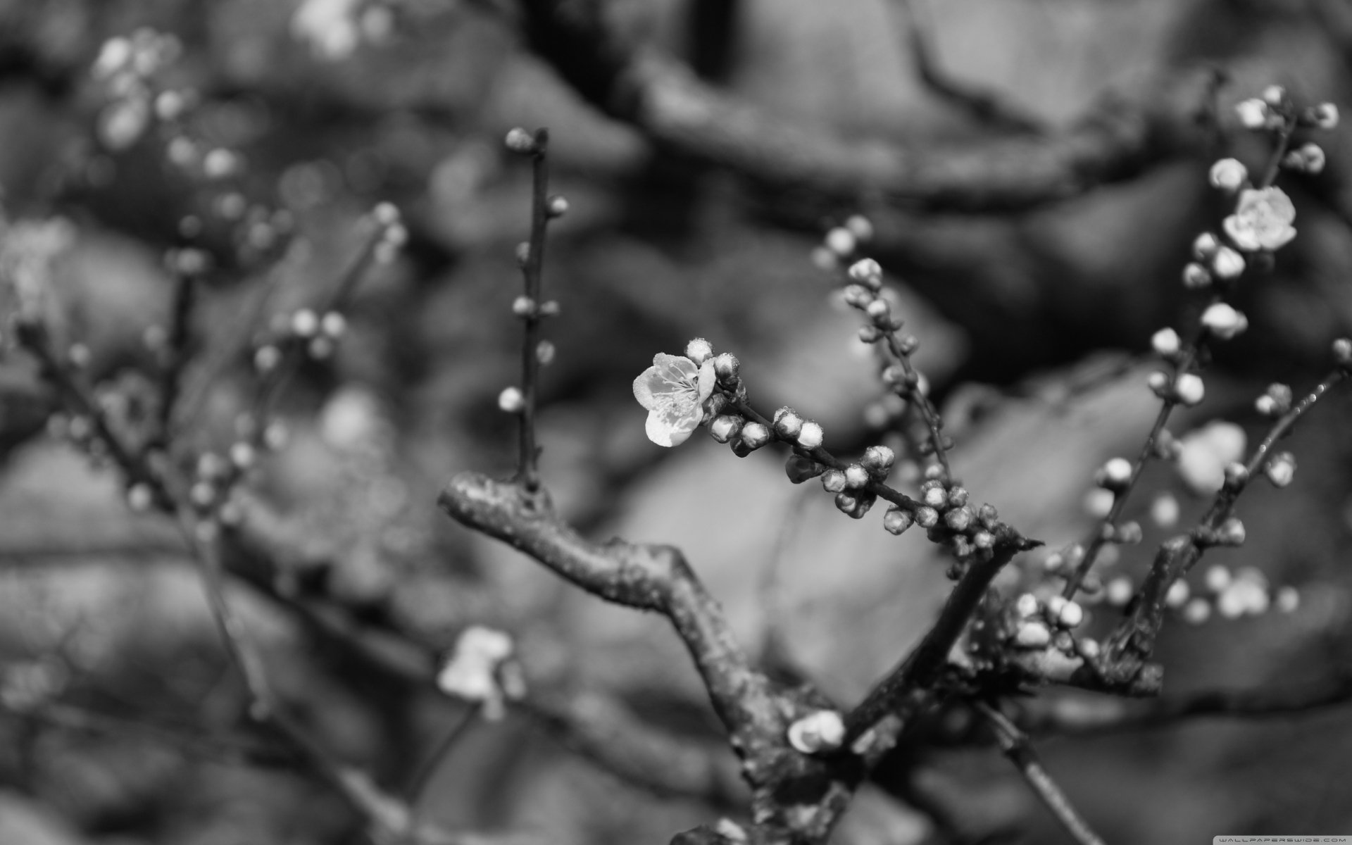 Fondos De Pantalla Blanco Y Negro Hd K Vrogue Co