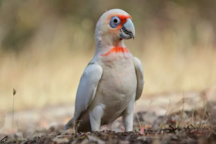 parrot cockatoo bird Animal Long-billed Corella HD Desktop Wallpaper | Background Image