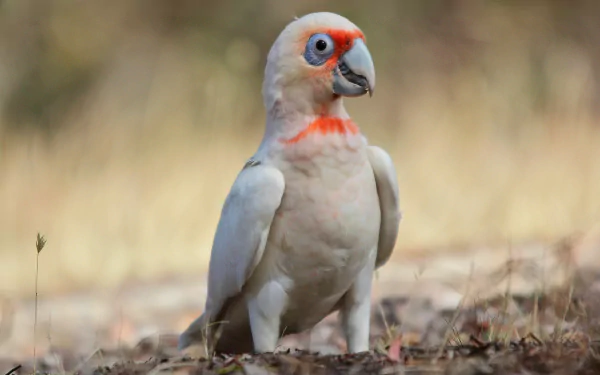 parrot cockatoo bird Animal Long-billed Corella HD Desktop Wallpaper | Background Image
