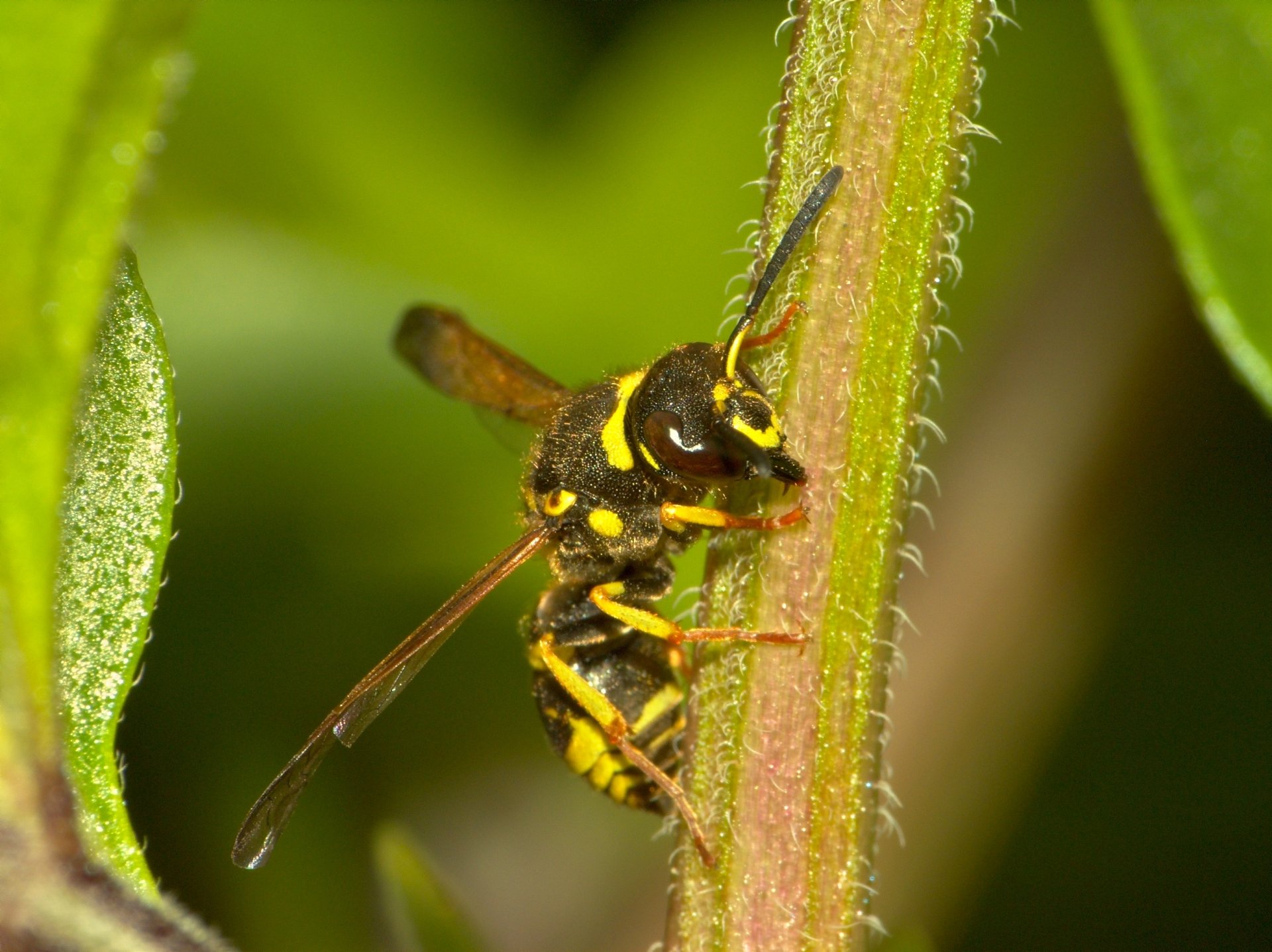 Download Animal Wasp HD Wallpaper