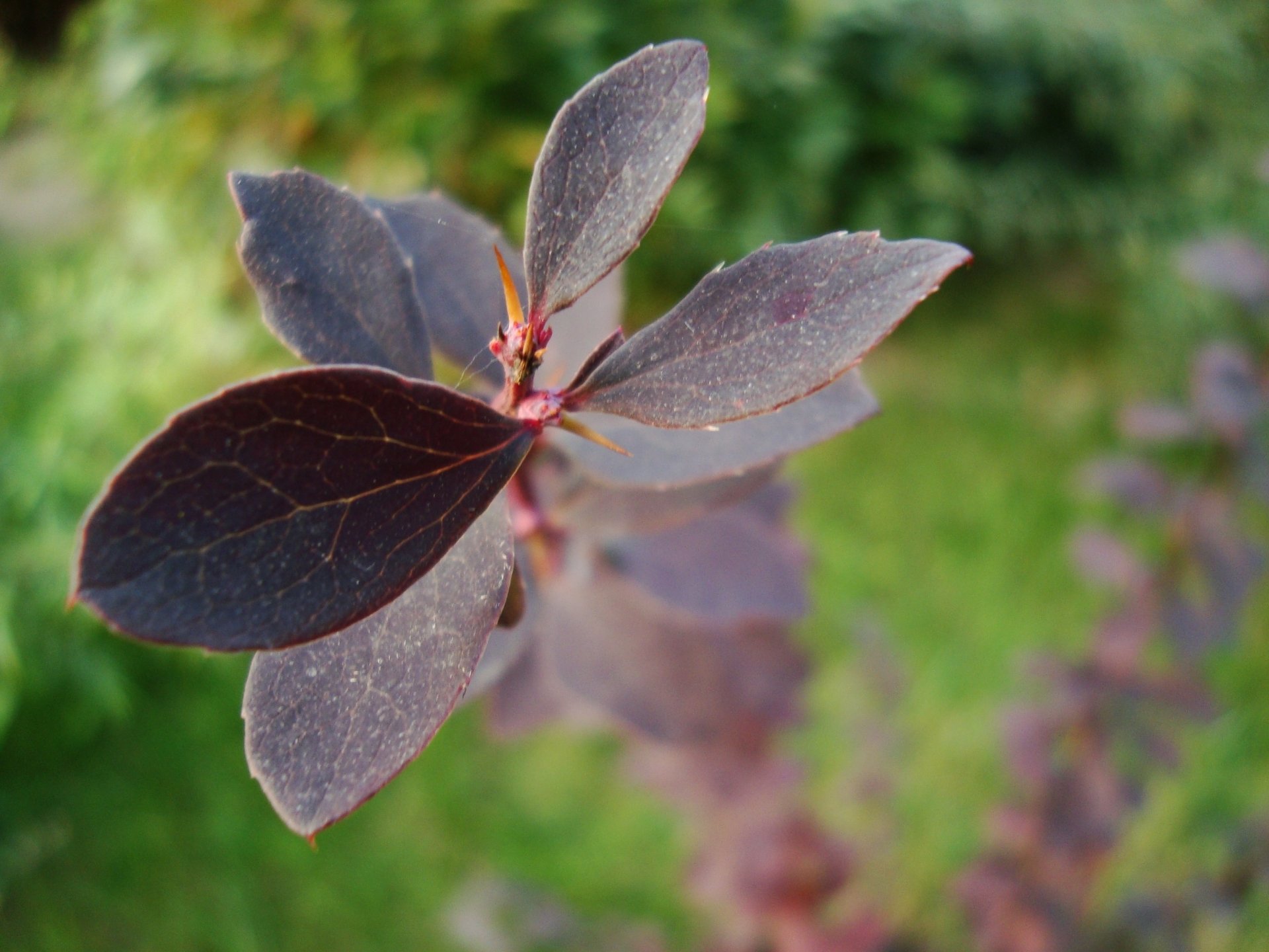 Download Nature Leaf HD Wallpaper