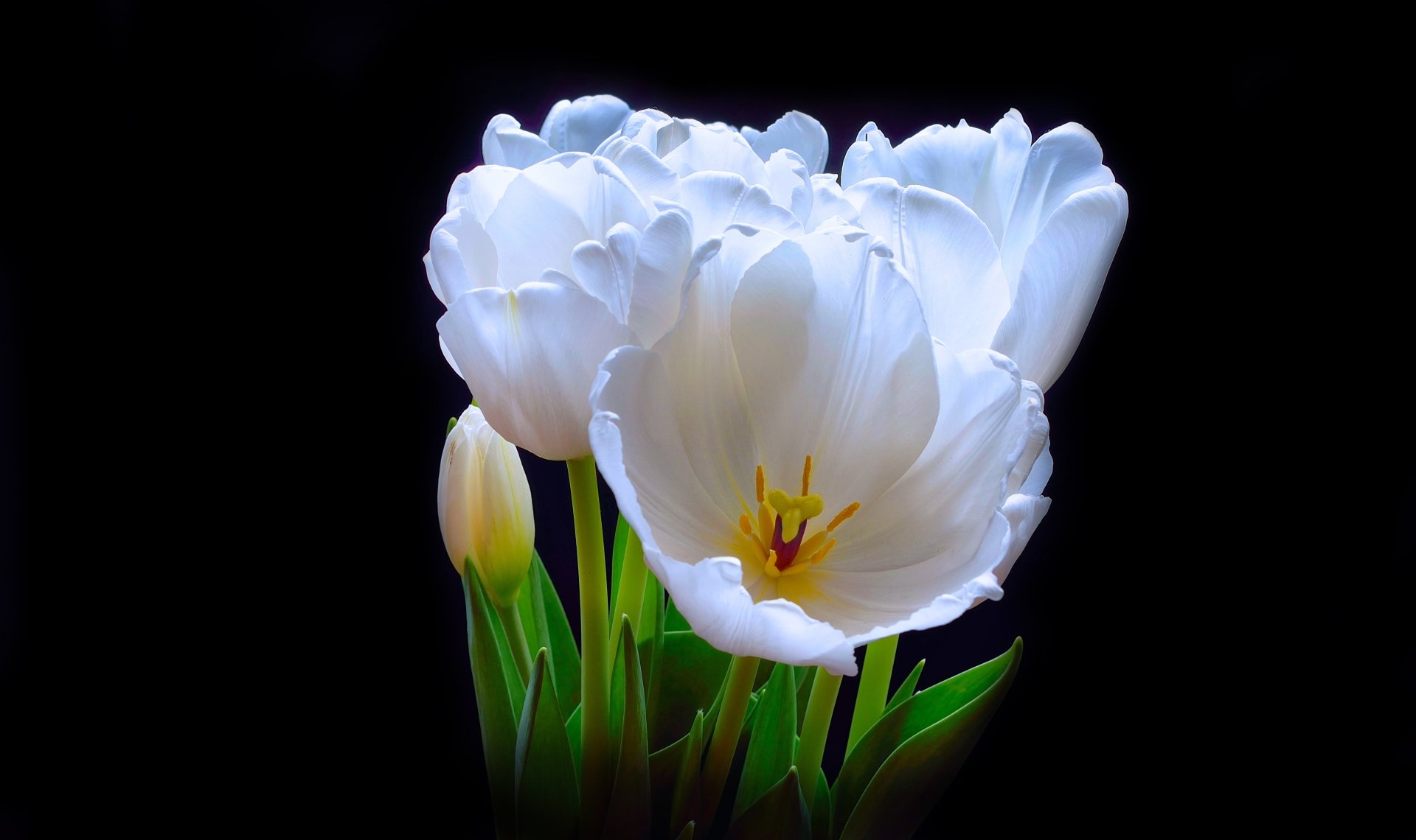 Tulip by vinilgod