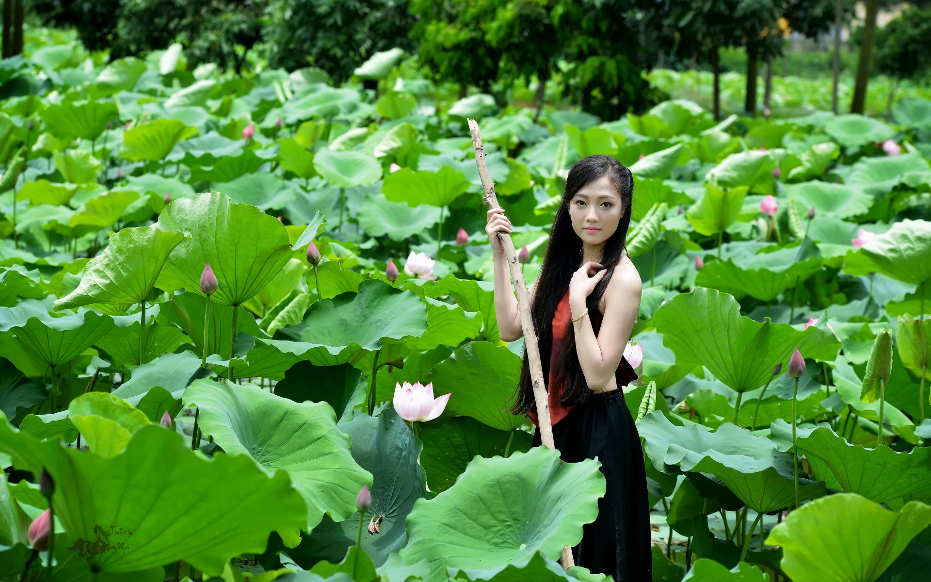 An Asian woman stands among lush green lotus leaves in a serene pond, wearing traditional Vietnamese attire. The HD image serves as a tranquil desktop wallpaper and background.