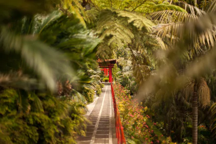 HD desktop wallpaper of a man-made garden path lined with palm trees on an island, featuring lush greenery and a vibrant red railing.