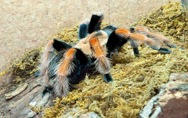 Animal tarantula HD Desktop Wallpaper | Background Image