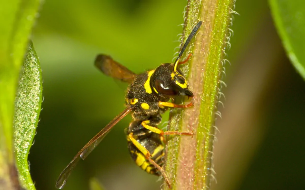 Animal wasp HD Desktop Wallpaper | Background Image