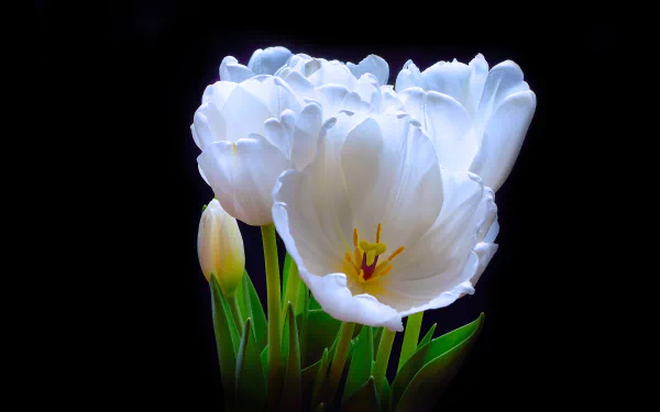  Tulip