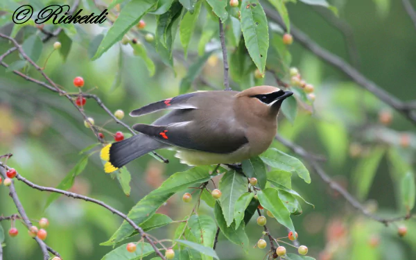 passerine bird Animal cedar waxwing HD Desktop Wallpaper | Background Image