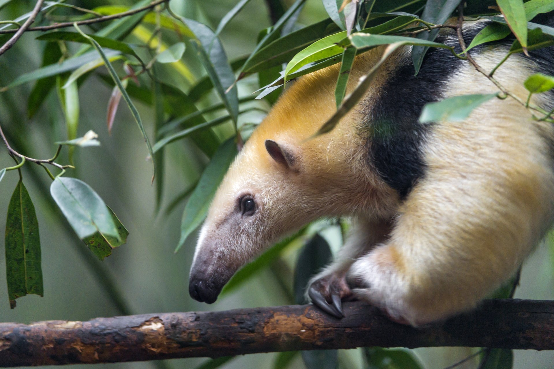 Download Tamandua Animal Anteater 4k Ultra HD Wallpaper