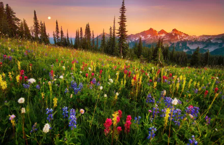 HD PC desktop wallpaper of Mount Rainier at moonrise: a wildflower meadow of colorful blooms and grass in the foreground, evergreens and the mountain beneath a golden sky — nature landscape.