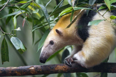  Tamandua