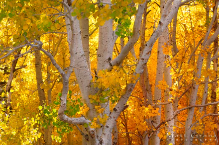 Bright yellow and orange fall leaves surround white birch trees in a vibrant forest, creating a colorful HD desktop wallpaper showcasing nature's autumn beauty.