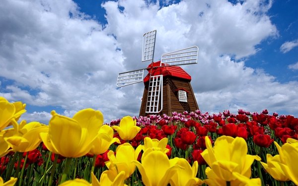 Man Made Windmill Cloud Flower Nature Sky Spring Tulip HD Wallpaper | Background Image