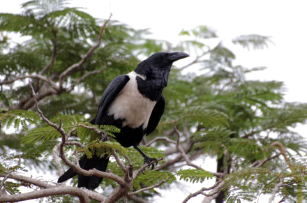 Animal Pied Crow HD Desktop Wallpaper | Background Image